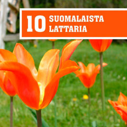 Kokoelma - 10 Suomalaista Lattaria